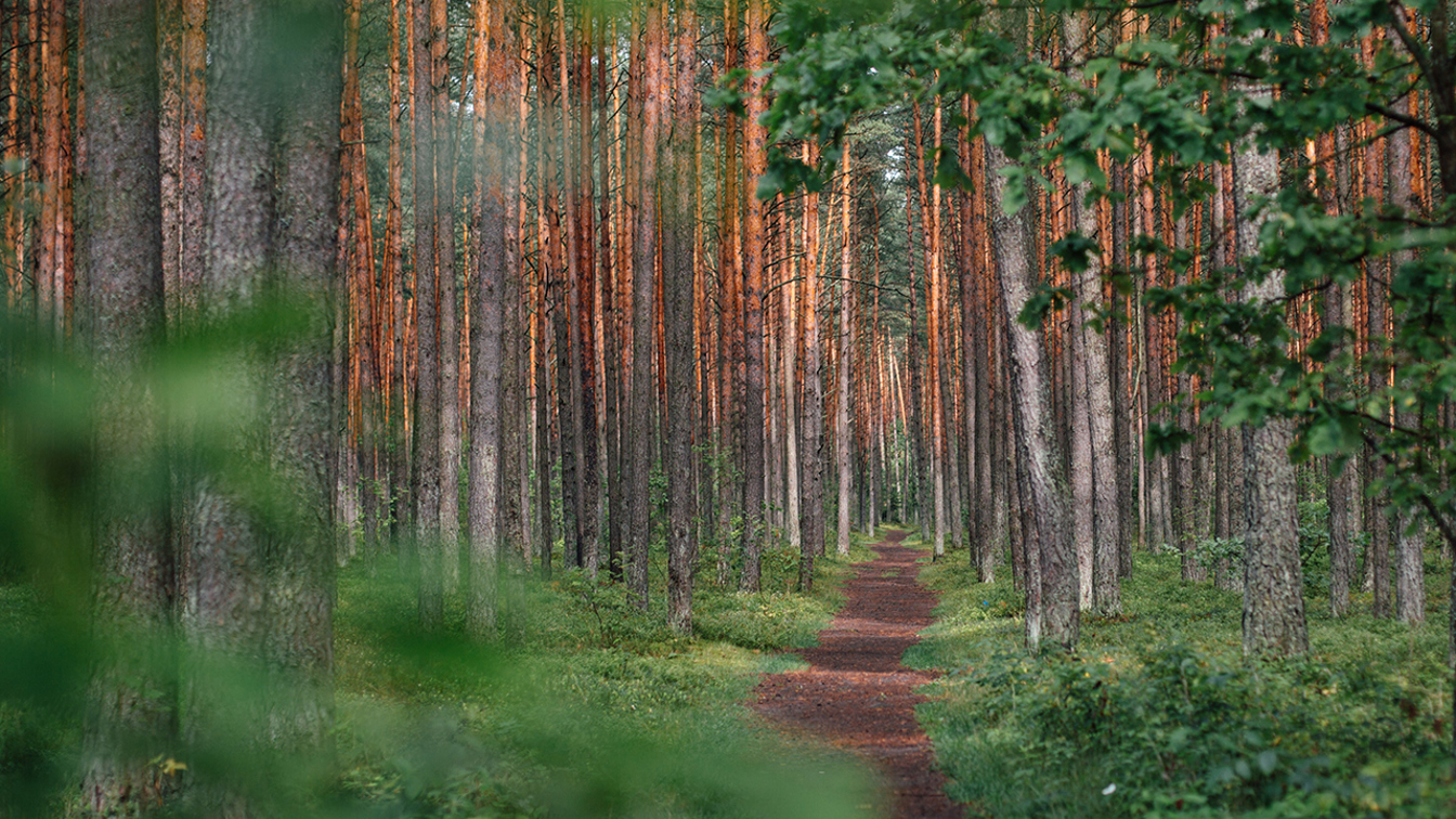 Kuvituskuva. Vihreä mäntymetsä ja polku.